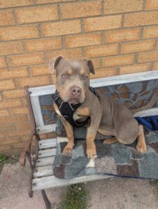 Pet Image